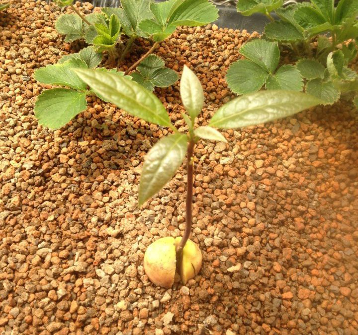 A small apple tree growing in the dirt